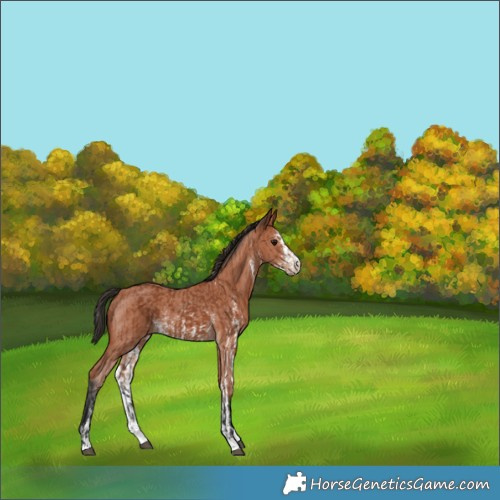 Horse Color:Bay Sabino Rabicano  and Bay Sabino Rabicano 