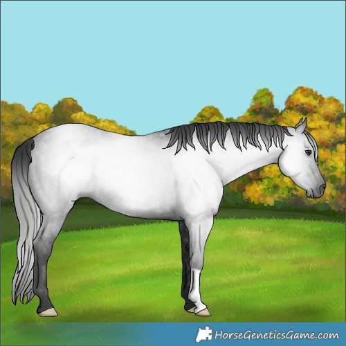 Horse Color:Gray Liver Chestnut Rabicano 