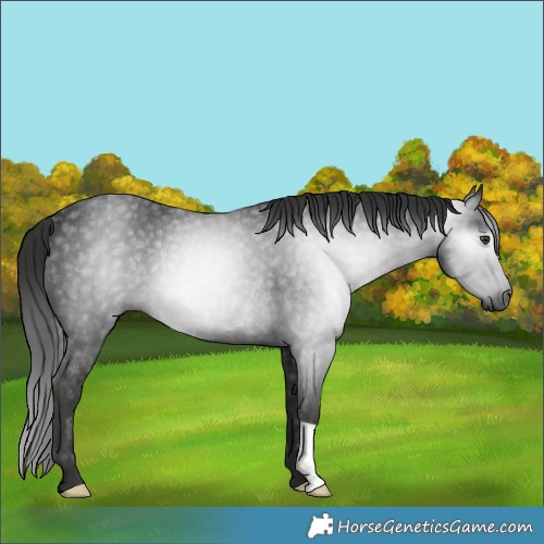 Horse Color:Gray Liver Chestnut Rabicano 