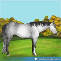 Horse Color:Gray Liver Chestnut Rabicano 