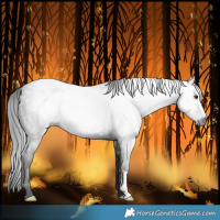 Horse Color:Gray Liver Chestnut Rabicano 
