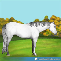Horse Color:Gray Liver Chestnut Rabicano 