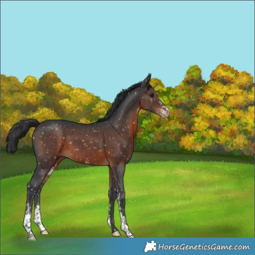 Horse Color:Brown Sabino Appaloosa 