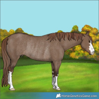 Horse Color:Liver Red Dun Rabicano 