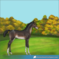 Horse Color:Brown Tobiano 