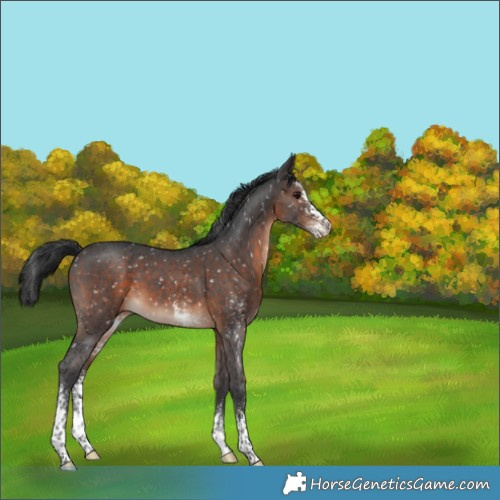 Horse Color:Brown Sabino Snowflake Varnish