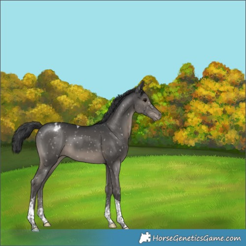 Horse Color:Black Sabino Tobiano Snowflake Varnish 