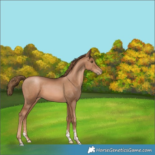 Horse Color:Liver Chestnut Pearl Sabino Tobiano 