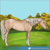 Horse Color:Liver Chestnut Snowdrop Pearl Sabino Tobiano 