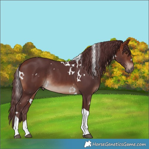 Horse Color:White Spotted Chocolate Brown Mushroom Tobiano Rabicano 