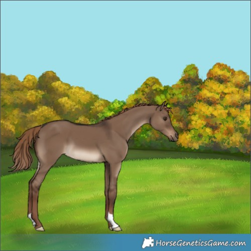 Horse Color:Liver Red Dun 