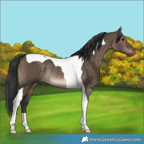 Horse Color:Brown Dun Tobiano Rabicano 