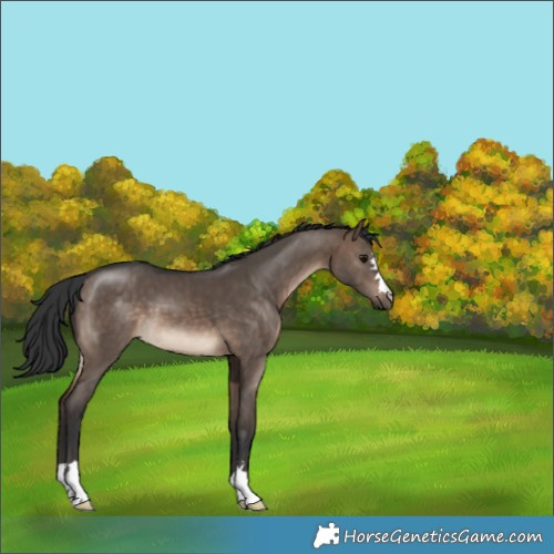 Horse Color:Brown Dun 