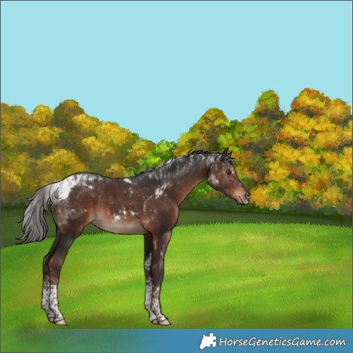 Horse Color:Liver Chestnut Tobiano Rabicano 