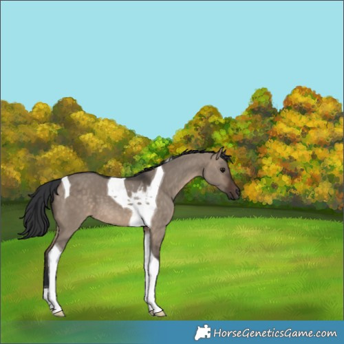 Horse Color:Brown Dun Tobiano 