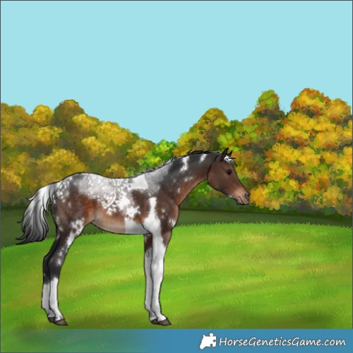 Horse Color:White Spotted Brown Tobiano 