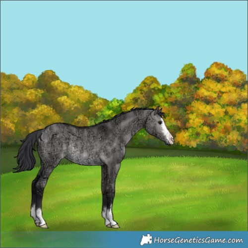 Horse Color:Platinum Brown Ice Dun Rabicano 