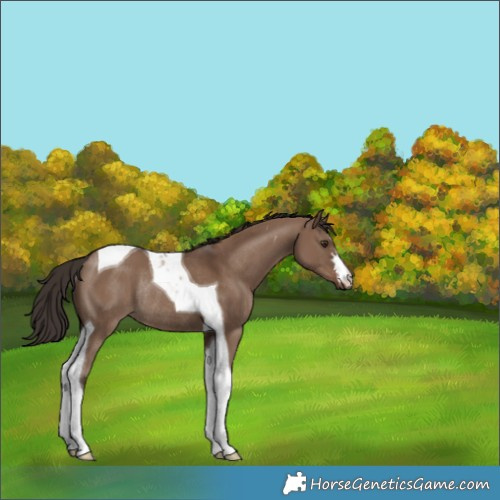 Horse Color:Liver Red Dun Tobiano Rabicano 