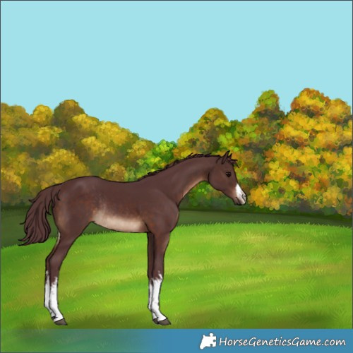 Horse Color:White Spotted Chocolate Brown Rabicano 