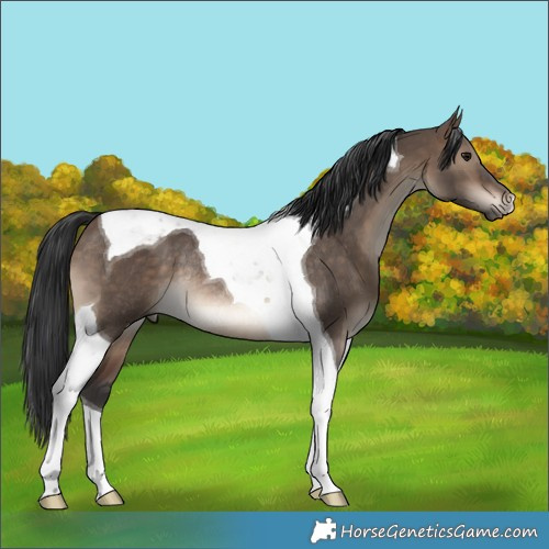 Horse Color:Brown Dun Tobiano Rabicano 