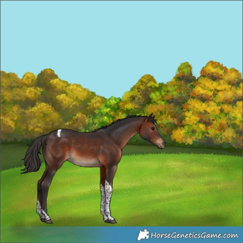Horse Color:Brown Tobiano Rabicano 