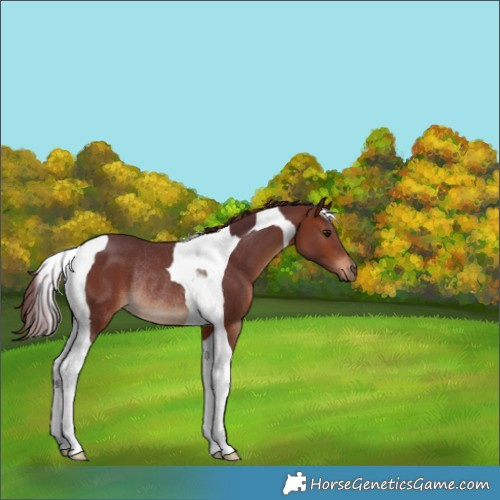 Horse Color:Chocolate Brown Tobiano Rabicano 