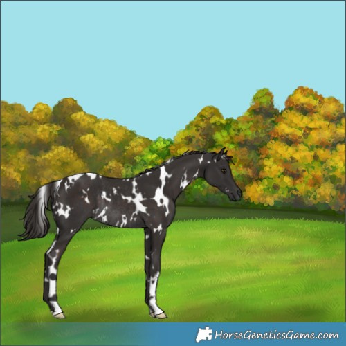 Horse Color:White Spotted Liver Chestnut Rabicano 