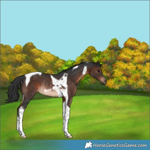 Horse Color:Brown Tobiano Rabicano 