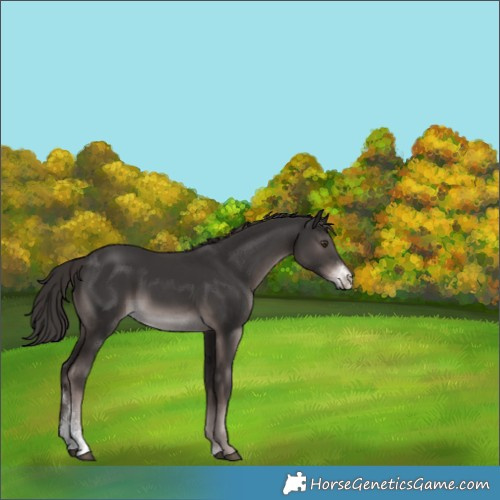 Horse Color:Platinum Liver Chestnut Sabino 