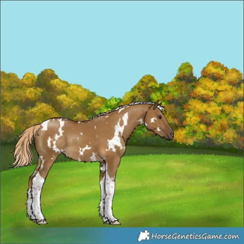 Horse Color:White Spotted Chocolate Palomino Dun Tobiano Rabicano 