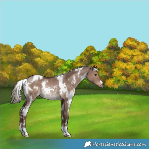 Horse Color:White Spotted Liver Red Dun Mushroom Rabicano 