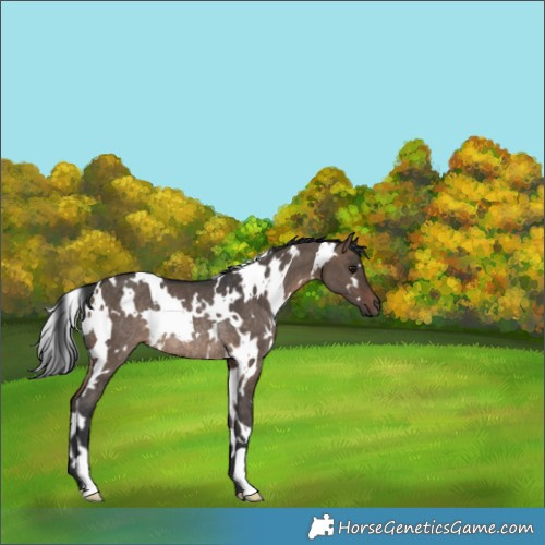 Horse Color:White Spotted Brown Dun Rabicano 
