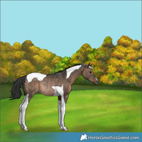Horse Color:Brown Dun Tobiano Rabicano 