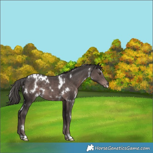 Horse Color:Platinum White Spotted Liver Chestnut 