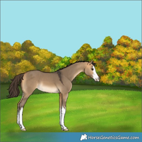 Horse Color:White Spotted Buckskin Dun 