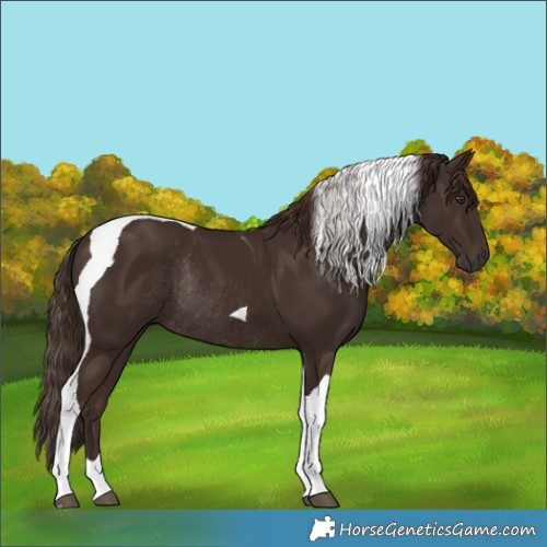 Horse Color:Liver Chestnut Tobiano Rabicano 