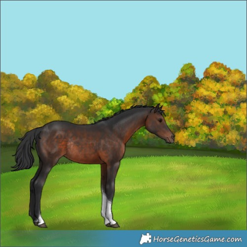 Horse Color:Brown Tobiano Rabicano 
