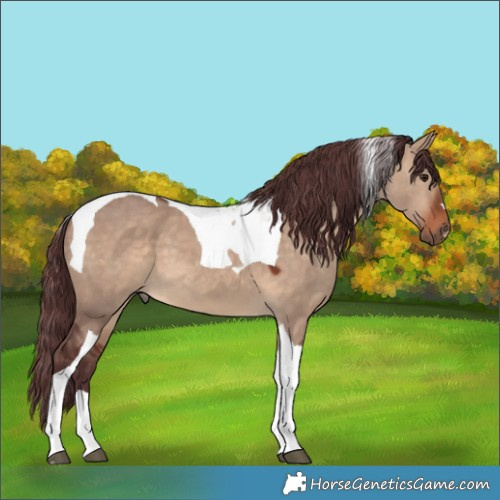 Horse Color:Chocolate Brown Dun Tobiano 