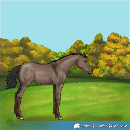 Horse Color:Liver Red Dun Rabicano 