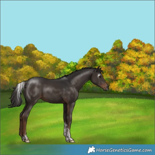 Horse Color:Gray Liver Chestnut Tobiano 
