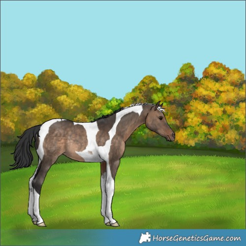 Horse Color:Brown Dun Tobiano Rabicano 