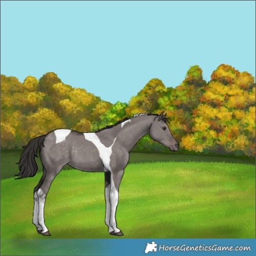 Horse Color:Platinum Liver Red Dun Tobiano Rabicano 