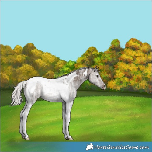 Horse Color:Silver Brown Ice Dun Tobiano Rabicano 
