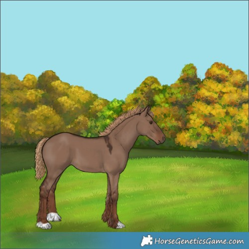 Horse Color:Liver Red Dun 
