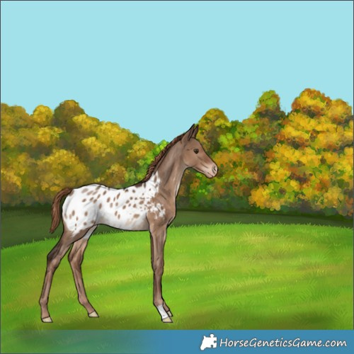 Horse Color:Liver Red Dun Appaloosa 