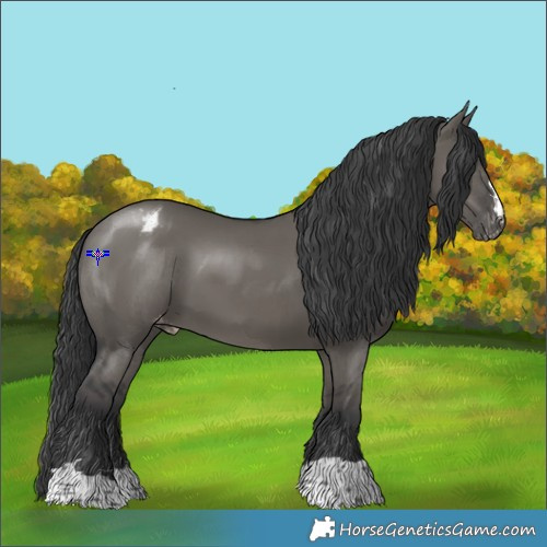 Horse Color:Grullo Appaloosa 