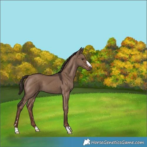 Horse Color:Liver Red Dun 