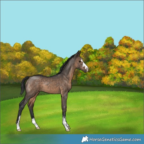 Horse Color:Brown Dun 