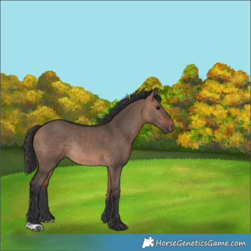 Horse Color:Bay Dun Rabicano 