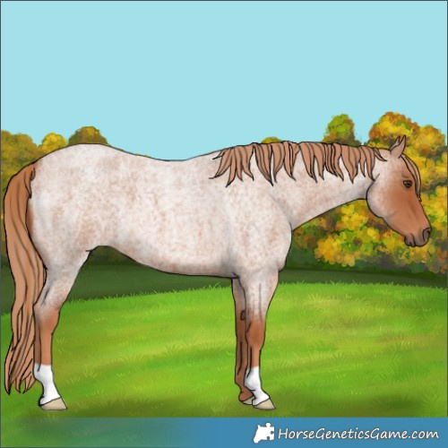 Horse Color:Red Roan 